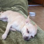 Chihuahua Mischling Peque, 04/2021, ca. 20 cm, 86947 Weil