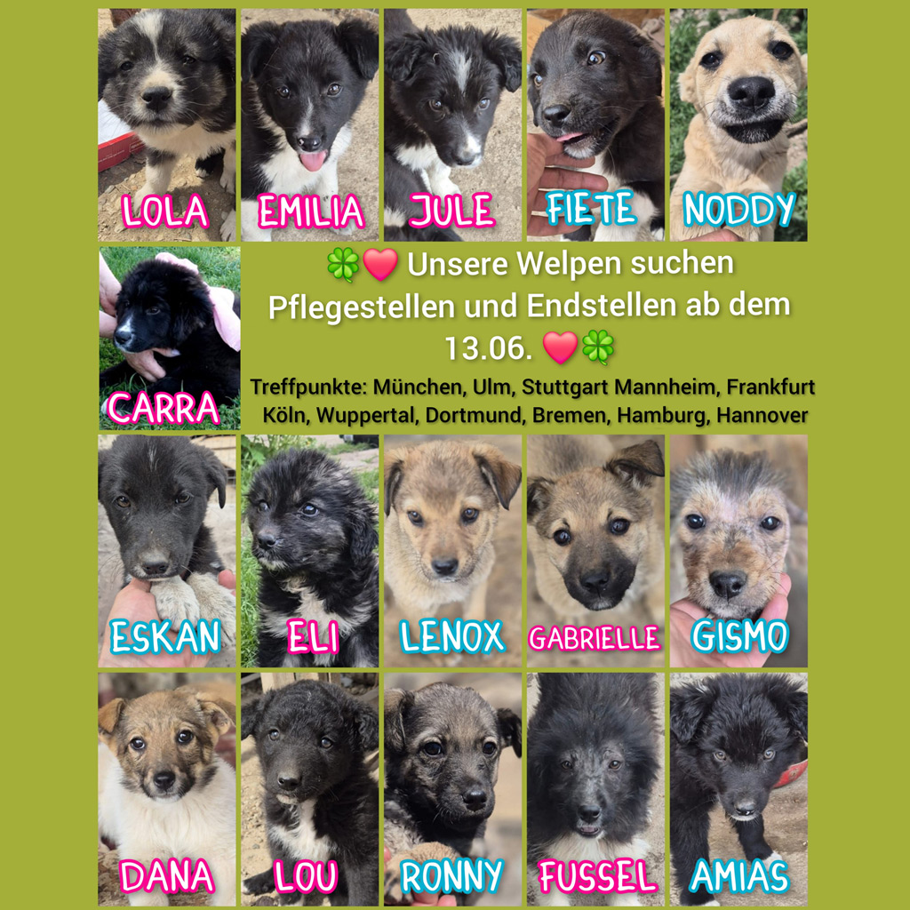 Pflegestellen für bulgarische Welpen gesucht!