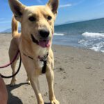 Podenco Mischling Pollicino, 03/2019, ca. 45 cm