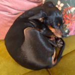 Mischling Prue, 03/2018, ca. 30 cm, 88677 Markdorf