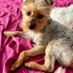 Yorkshire-Terrier Puri, 03/2025, ca. 32 cm