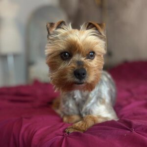 Yorkshire-Terrier Puri, 03/2025, ca. 32 cm