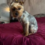Yorkshire-Terrier Puri, 03/2025, ca. 32 cm