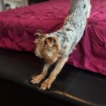 Yorkshire-Terrier Puri, 03/2025, ca. 32 cm