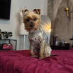Yorkshire-Terrier Puri, 03/2025, ca. 32 cm