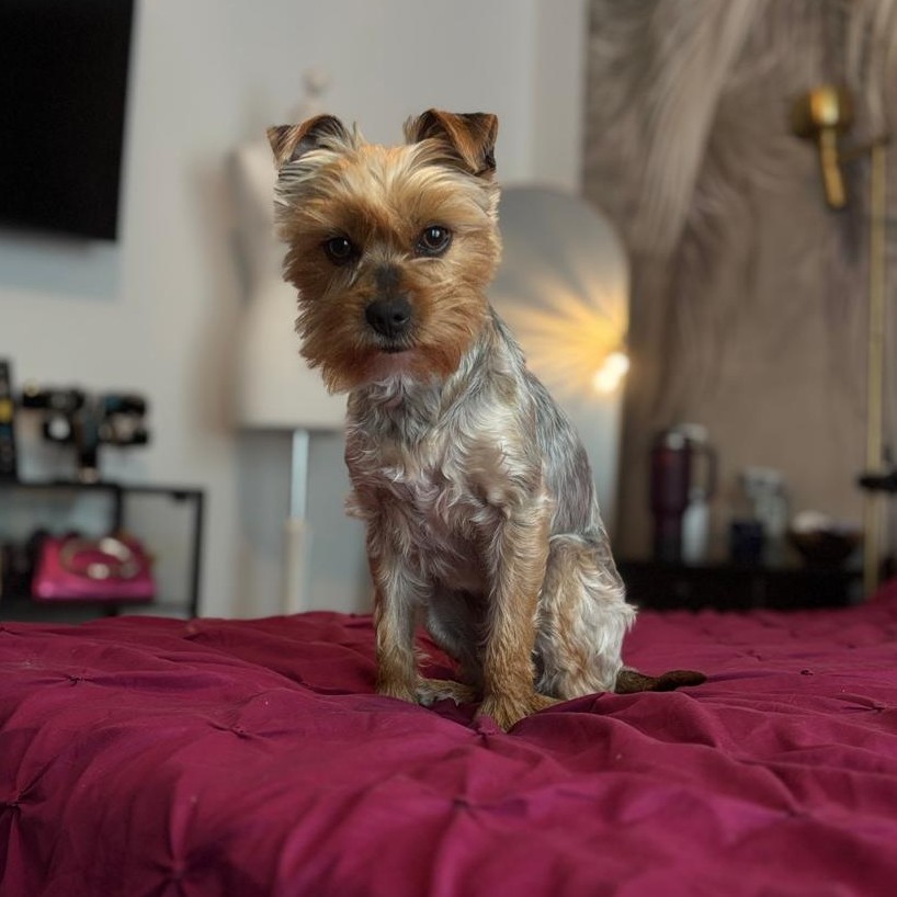 Yorkshire-Terrier Puri, 03/2025, ca. 32 cm