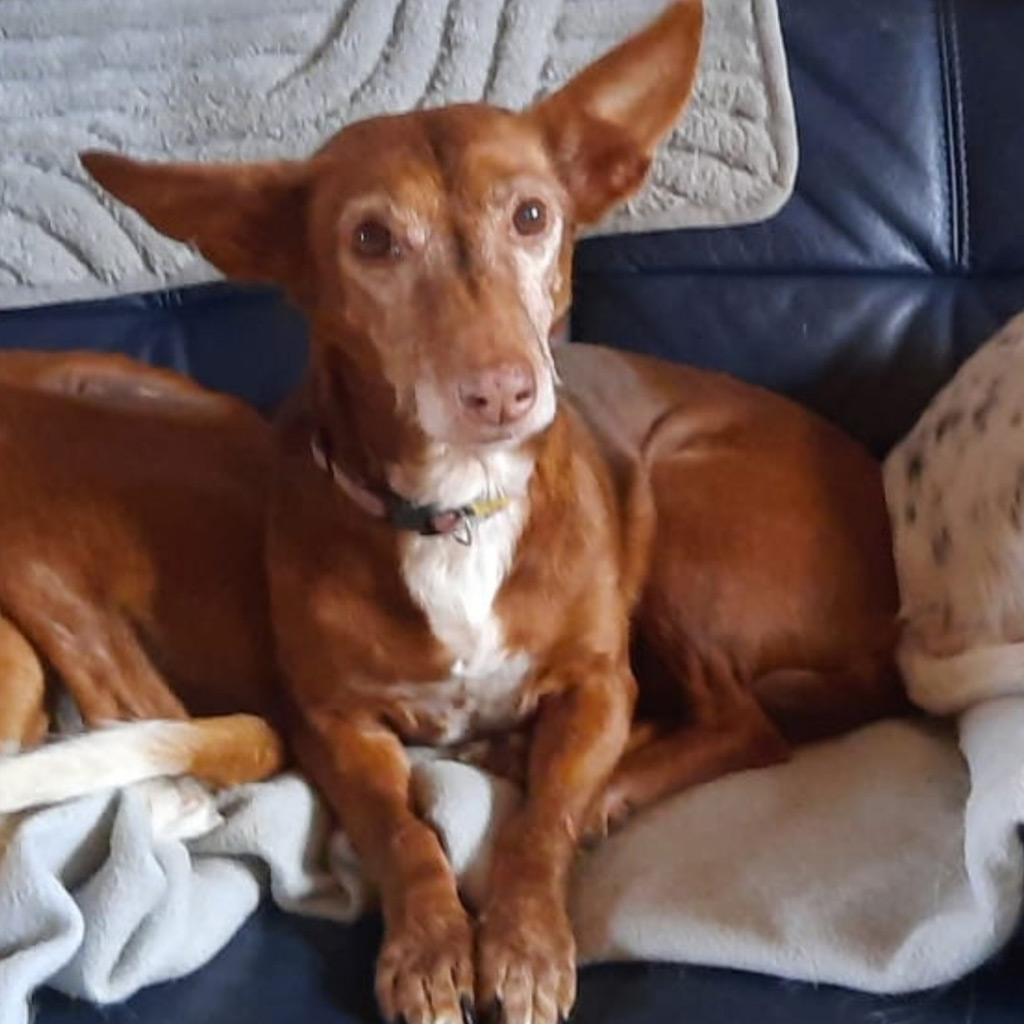Podenco Maneto July - Regenbogenbrücke SALVA Hundehilfe