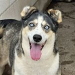 Husky Border Collie Mischling Rita, 10/2022, ca. 55 cm