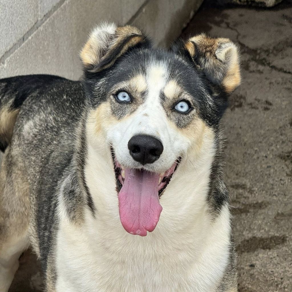 Husky Border Collie Mischling Rita, 10/2022, ca. 55 cm