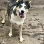 Husky Border Collie Mischling Rita, 10/2022, ca. 55 cm