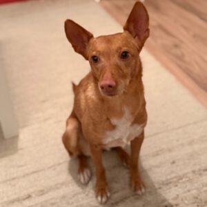 Podenco Rocio, 07/2019, ca. 40 cm, 93482 Pemfling