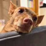 Podenco Rocio, 07/2019, ca. 40 cm, 93482 Pemfling