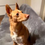 Podenco Rocio, 07/2019, ca. 40 cm, 93482 Pemfling