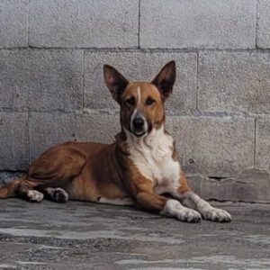 Podenco Mischling Saluz, 04/2023, ca. 45 cm