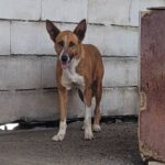 Podenco Mischling Saluz, 04/2023, ca. 45 cm