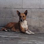 Podenco Mischling Saluz, 04/2023, ca. 45 cm
