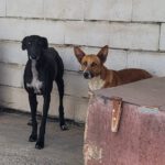 Podenco Mischling Saluz, 04/2023, ca. 45 cm