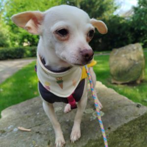 Chihuahua Selene, 07/2019, ca. 20 cm, 45259 Essen