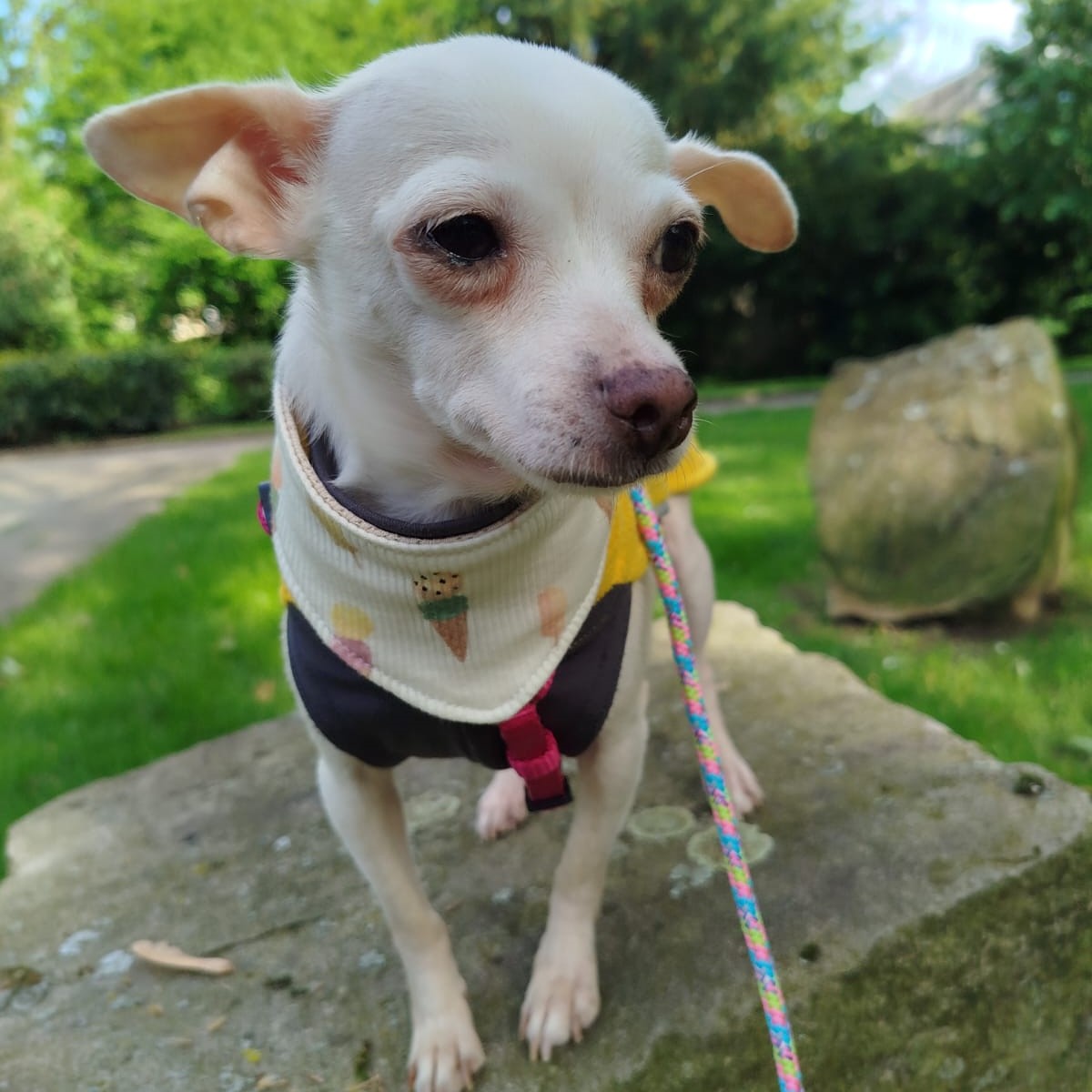 Chihuahua Selene, 07/2019, ca. 20 cm, 45259 Essen