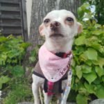 Chihuahua Selene, 07/2019, ca. 20 cm, 45259 Essen