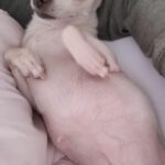 Chihuahua Selene, 07/2019, ca. 20 cm, 45259 Essen