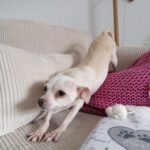 Chihuahua Selene, 07/2019, ca. 20 cm, 45259 Essen