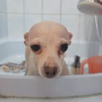 Chihuahua Selene, 07/2019, ca. 20 cm, 45259 Essen