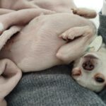 Chihuahua Selene, 07/2019, ca. 20 cm, 45259 Essen