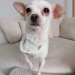 Chihuahua Selene, 07/2019, ca. 20 cm, 45259 Essen