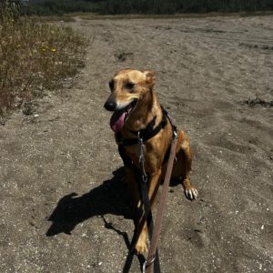 Podenco Shiloh, 11/2021, ca. 45 cm