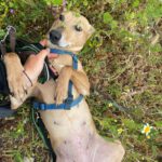 Podenco Shiloh, 11/2021, ca. 45 cm
