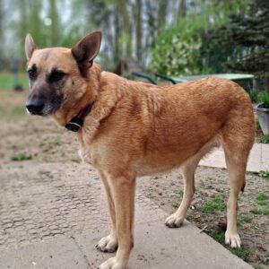 Schäferhund-Mischling Shonda, 06/2022, ca. 50 cm, 29690 Büchten