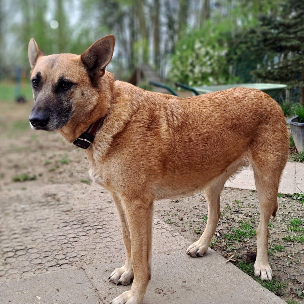 Schäferhund-Mischling Shonda, 06/2022, ca. 50 cm, 29690 Büchten