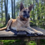 Schäferhund-Mischling Shonda, 06/2022, ca. 50 cm, 29690 Büchten