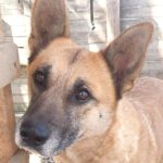Schäferhund-Mischling Shonda, 06/2022, ca. 50 cm, 29690 Büchten