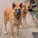 Schäferhund-Mischling Shonda, 06/2022, ca. 50 cm, 29690 Büchten