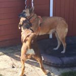 Schäferhund-Mischling Shonda, 06/2022, ca. 50 cm, 29690 Büchten