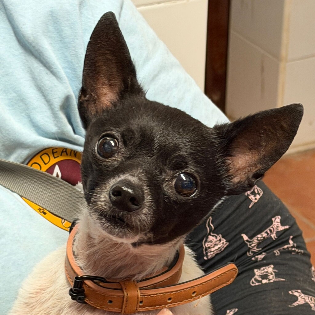 Chihuahua Simba, 04 /2019, ca. 25 cm