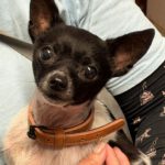 Chihuahua Simba, 04 /2019, ca. 25 cm
