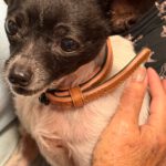 Chihuahua Simba, 04 /2019, ca. 25 cm