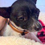 Chihuahua Simba, 04 /2019, ca. 25 cm
