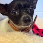 Chihuahua Simba, 04 /2019, ca. 25 cm