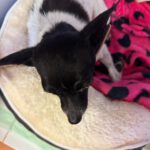 Chihuahua Simba, 04 /2019, ca. 25 cm