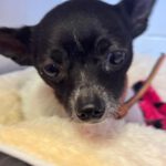 Chihuahua Simba, 04 /2019, ca. 25 cm