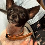 Chihuahua Simba, 04 /2019, ca. 25 cm