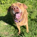 Labrador-Mischling Slowly, 02/2020, ca. 58 cm