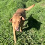 Labrador-Mischling Slowly, 02/2020, ca. 58 cm