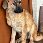 Schäferhund Mischling Smila, 09/2025, ca. 57 cm
