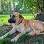 Schäferhund Mischling Smila, 09/2025, ca. 57 cm