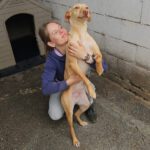 Podenco Snoopy, 08/2023, ca. 45 cm